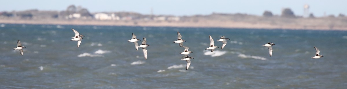 Black-bellied Plover - ML242422961