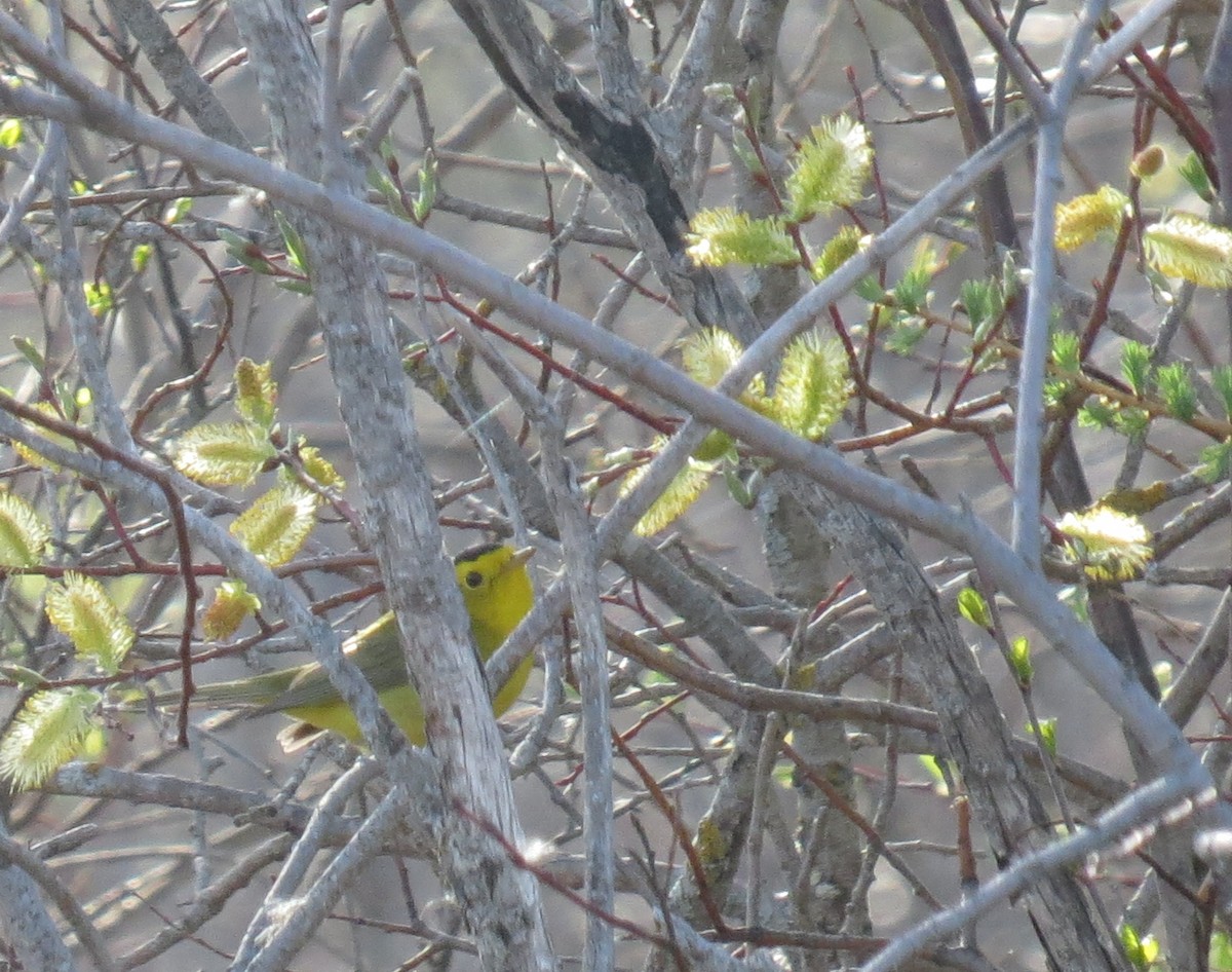 Wilson's Warbler - ML242422981