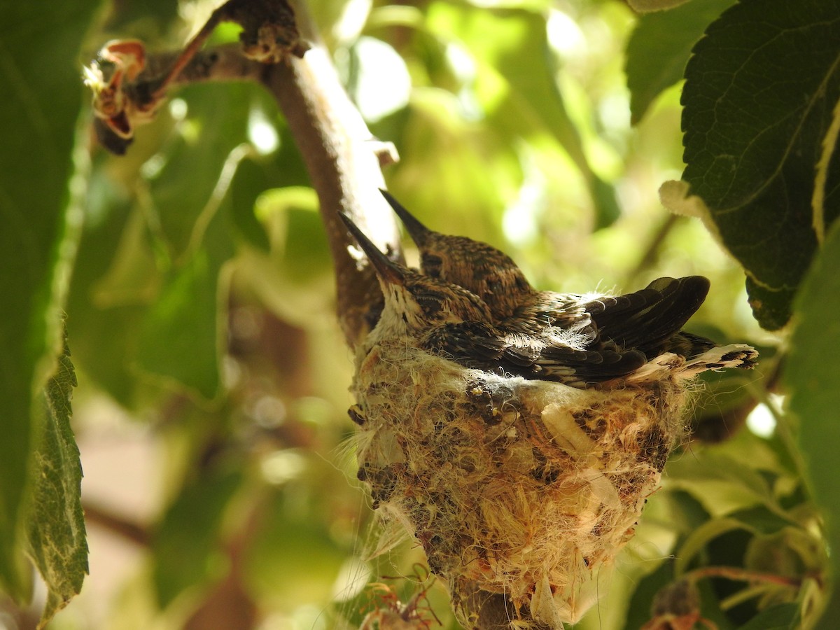 Black-chinned Hummingbird - ML242426331