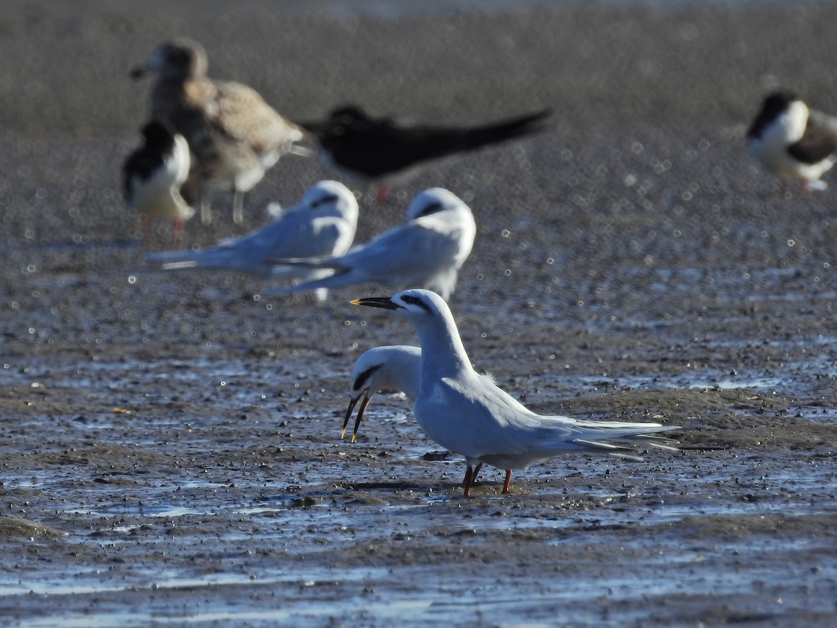 Snowy-crowned Tern - Alejandra Pons