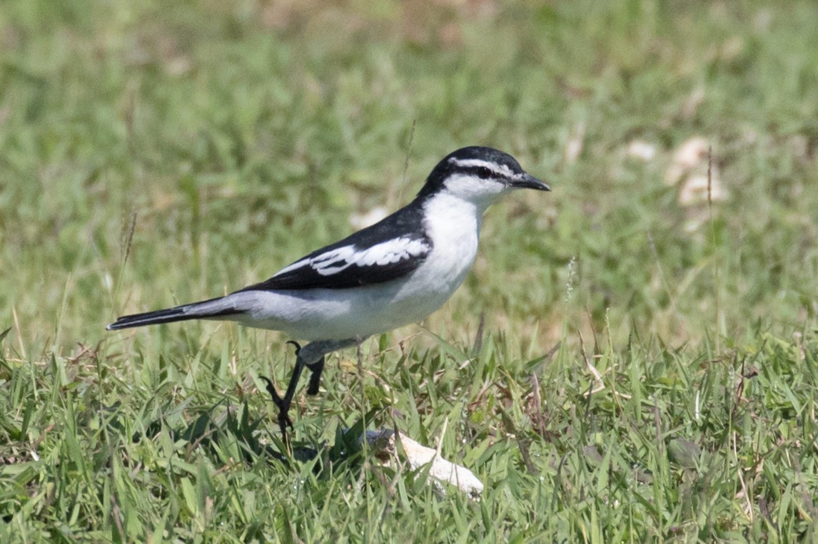 White-shouldered Triller - ML242426651