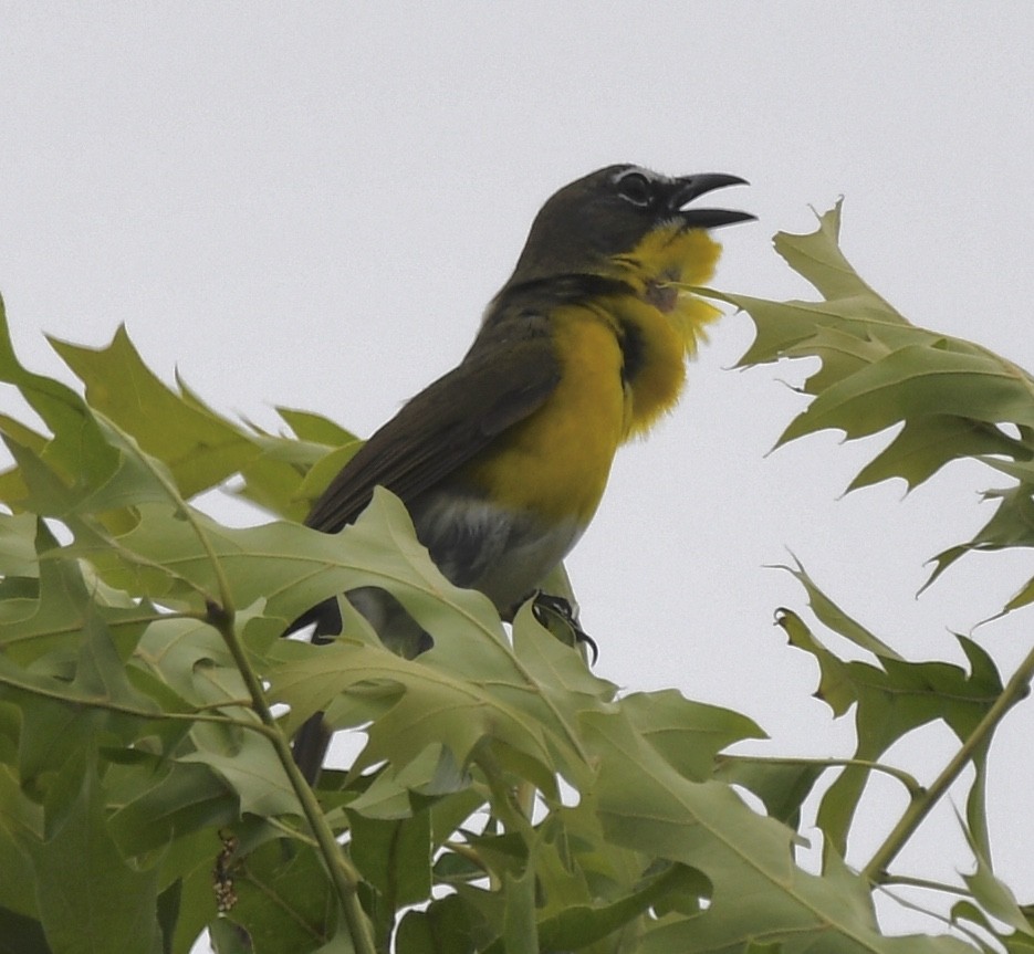 Yellow-breasted Chat - ML242426921
