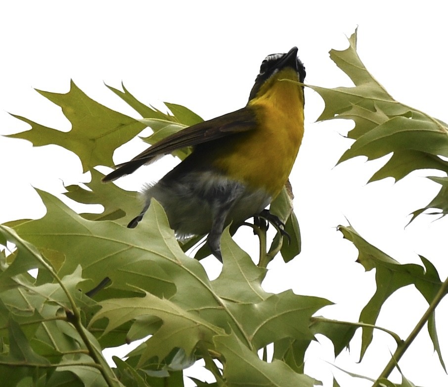 Yellow-breasted Chat - ML242426931