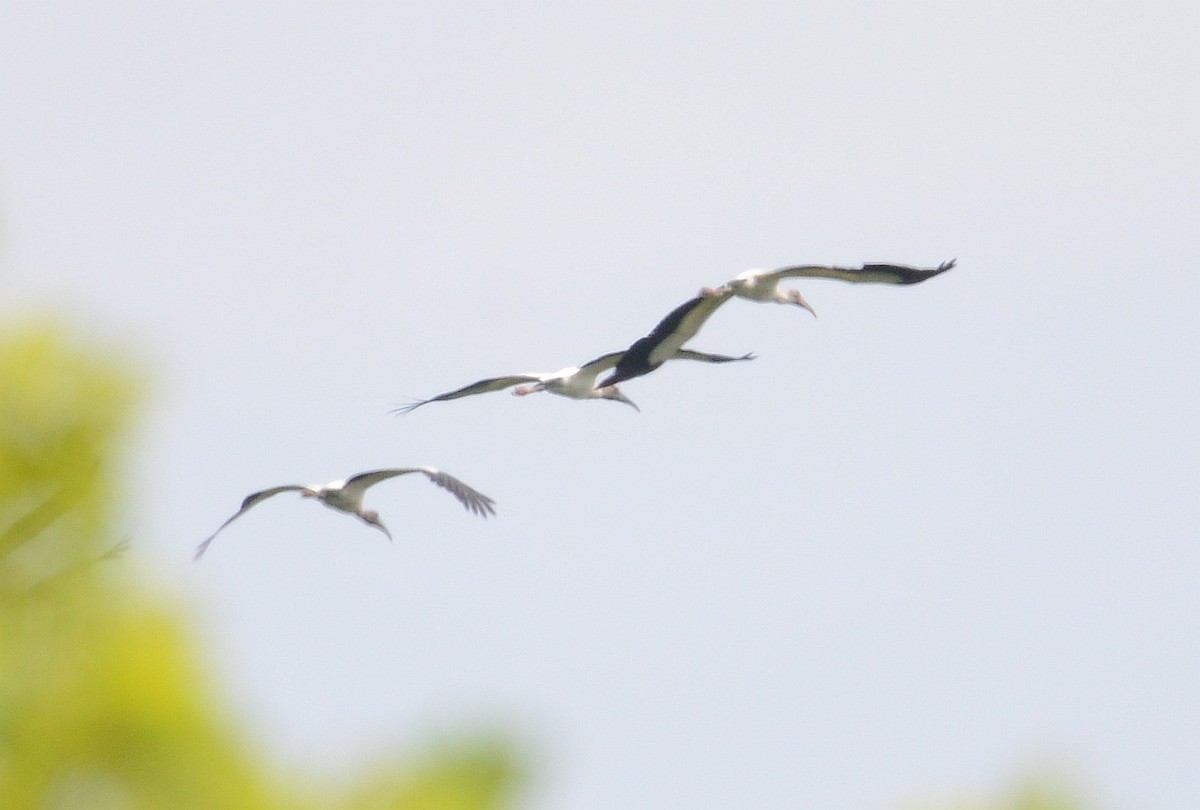 Wood Stork - Bill Matthews