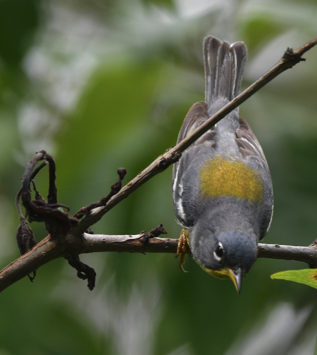 Parula Norteña - ML242427311