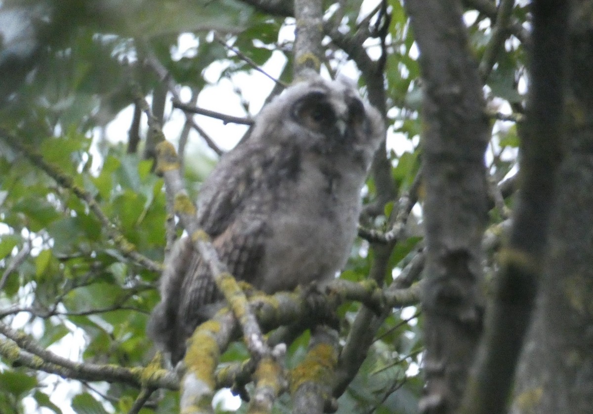 Long-eared Owl - ML242429391