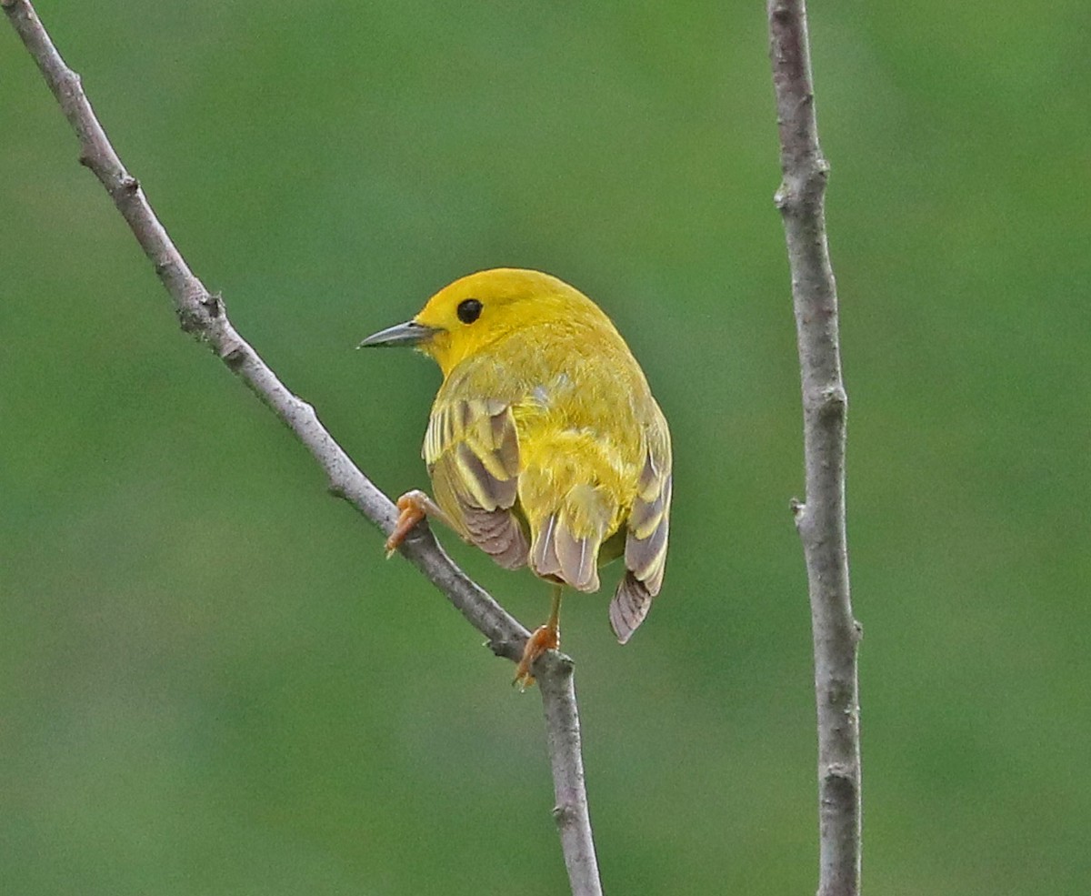 Yellow Warbler - ML242429871