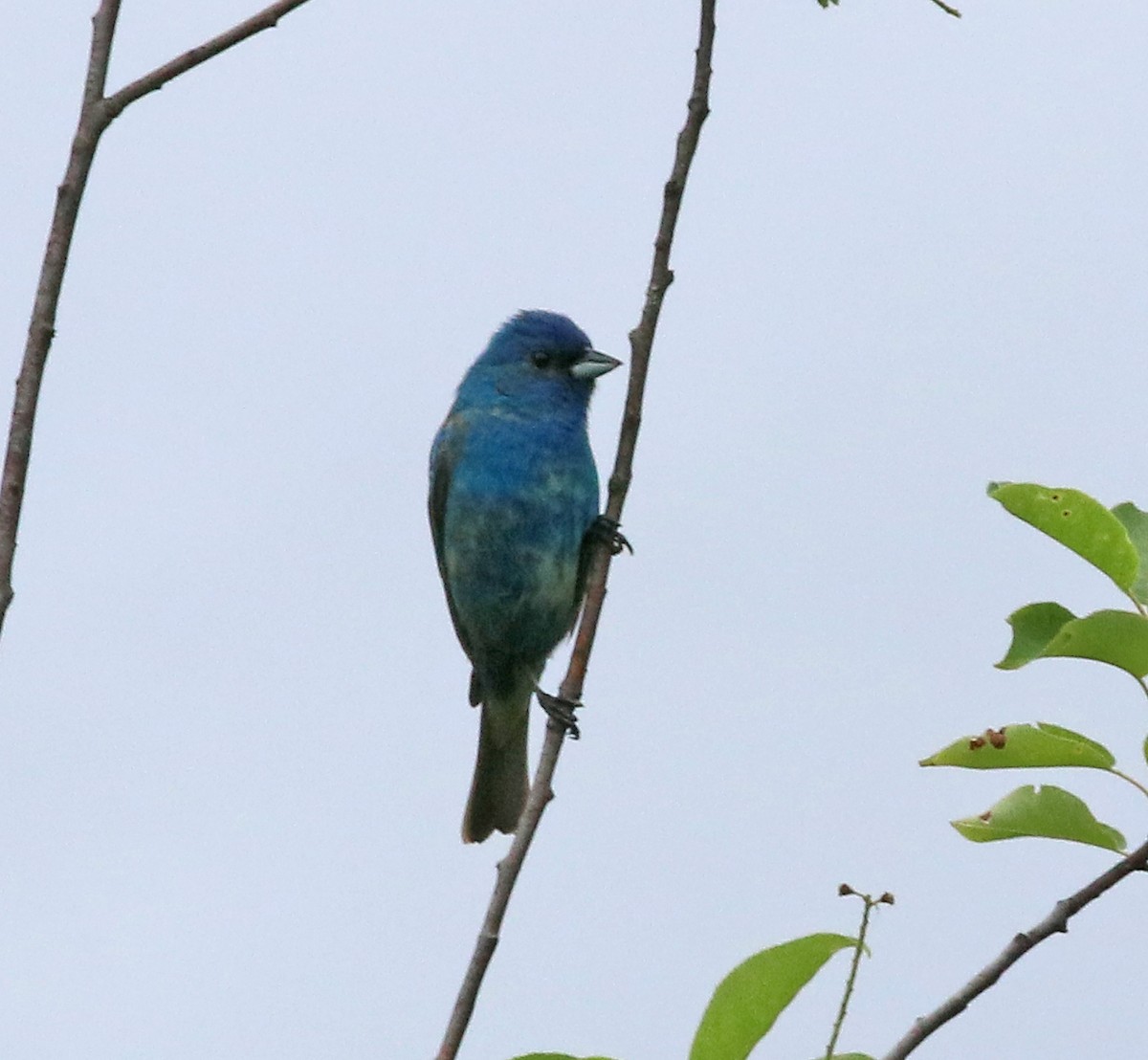 Indigo Bunting - ML242429911