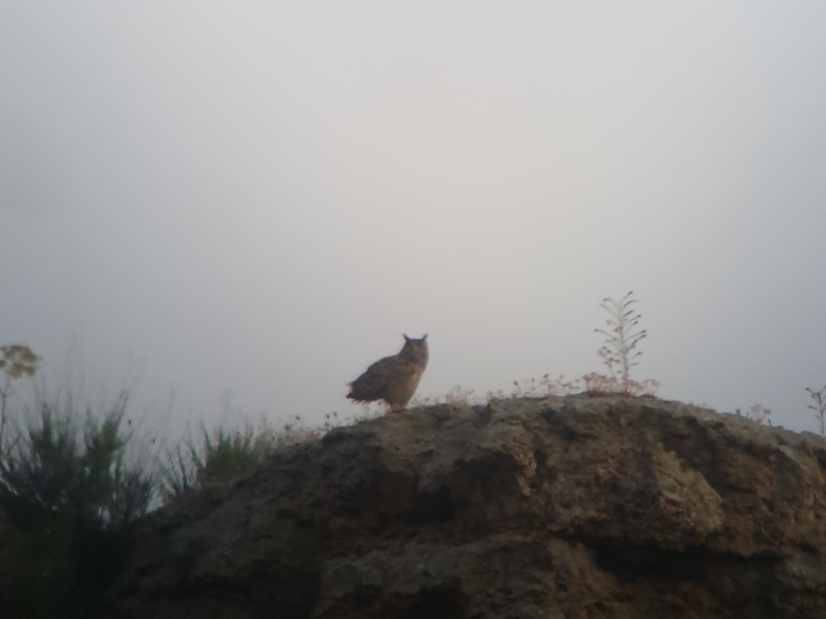 Eurasian Eagle-Owl - ML242432211