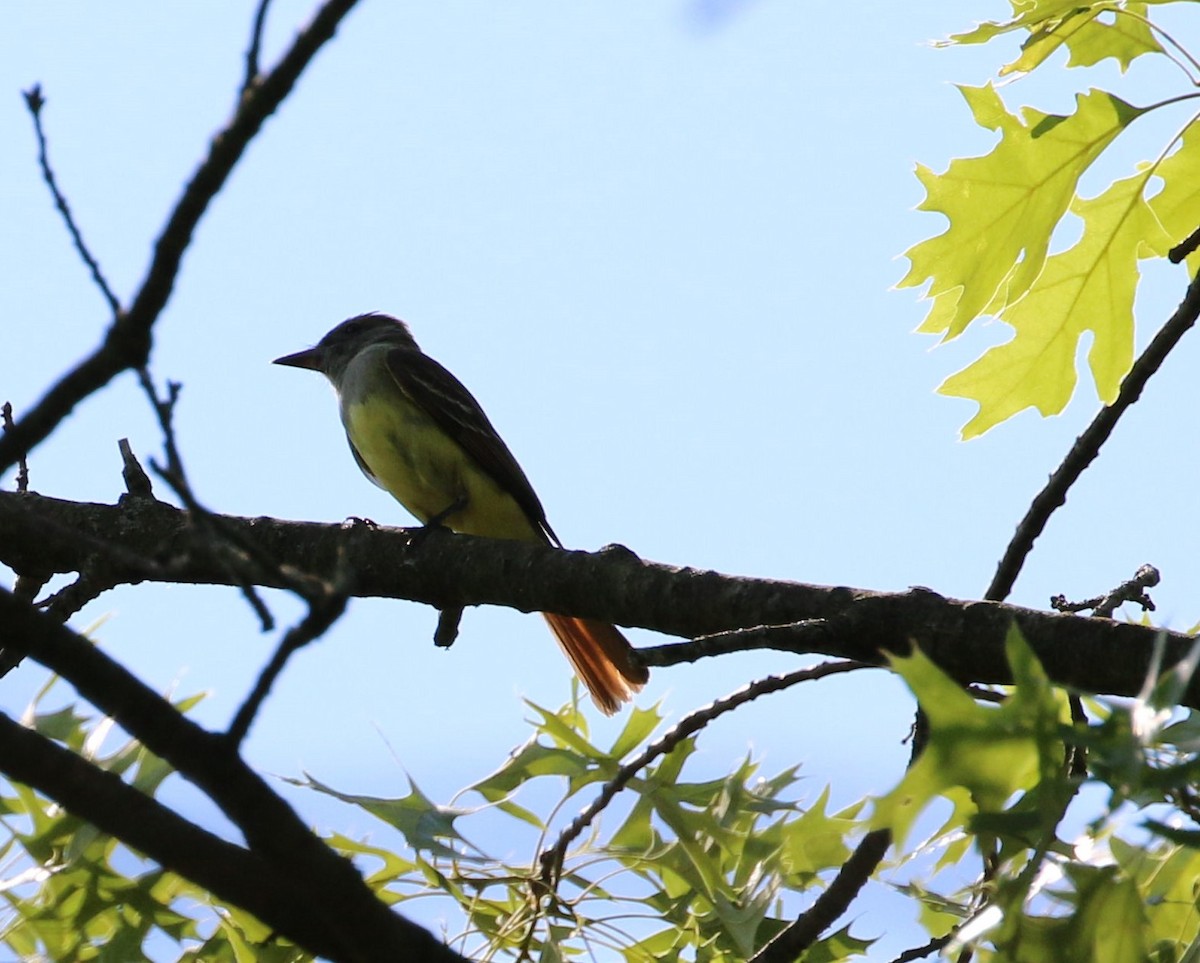 Great Crested Flycatcher - ML242432391