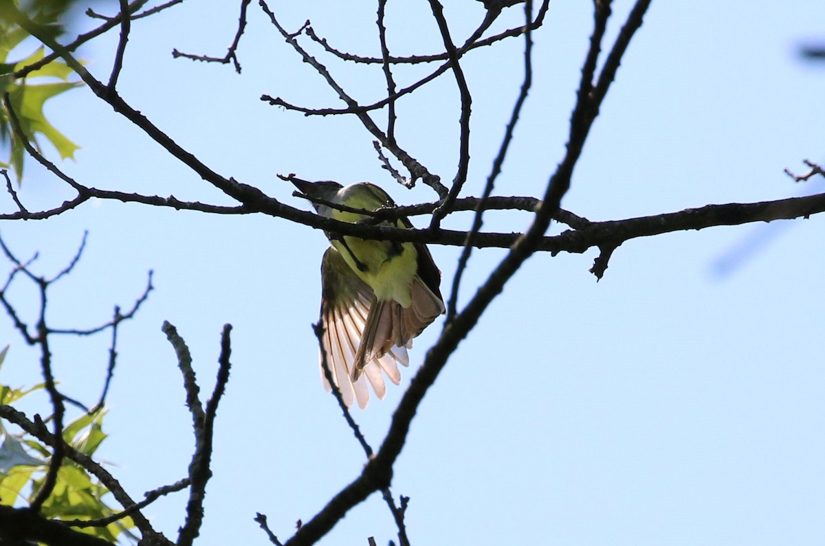 Great Crested Flycatcher - ML242432401