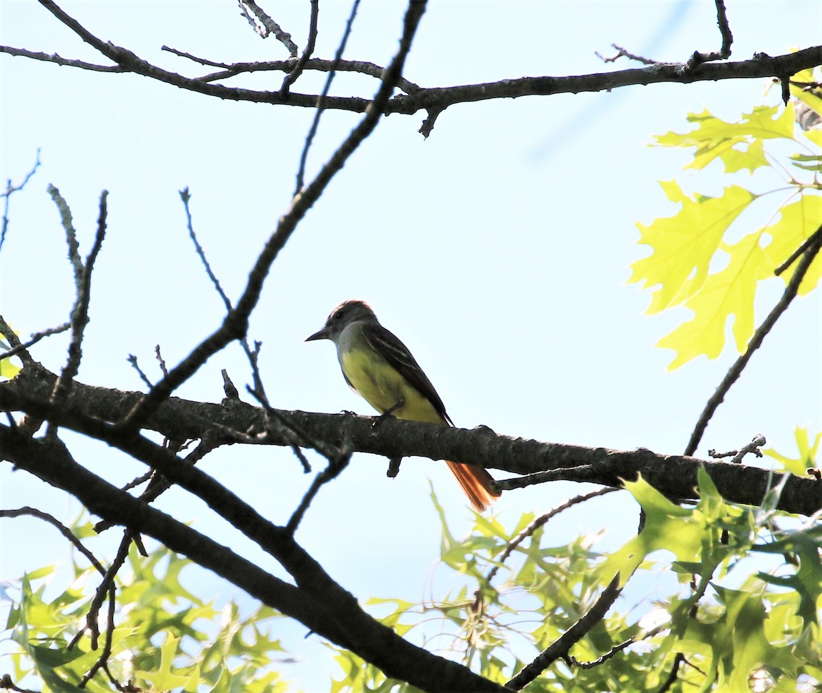 Great Crested Flycatcher - ML242432411