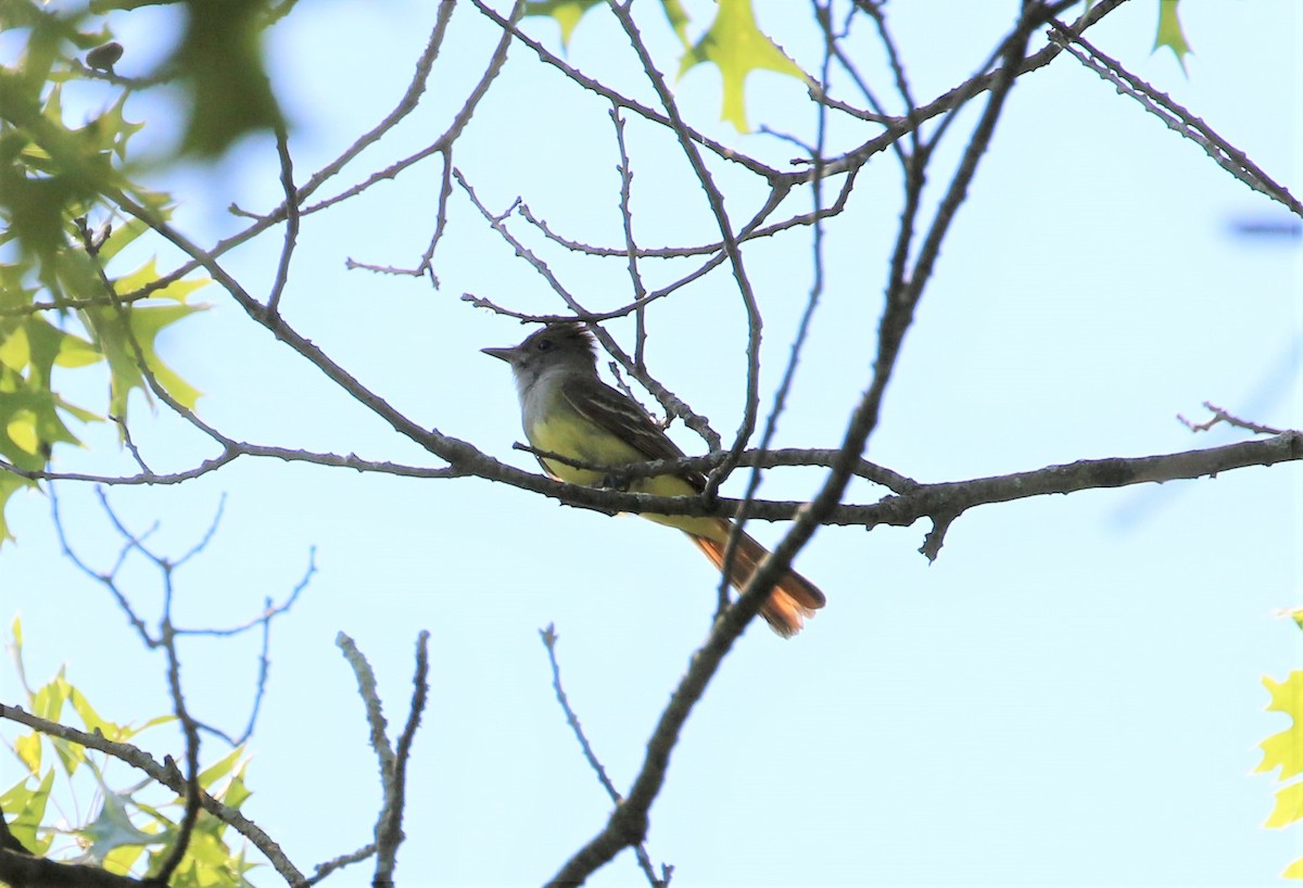 Great Crested Flycatcher - ML242432441