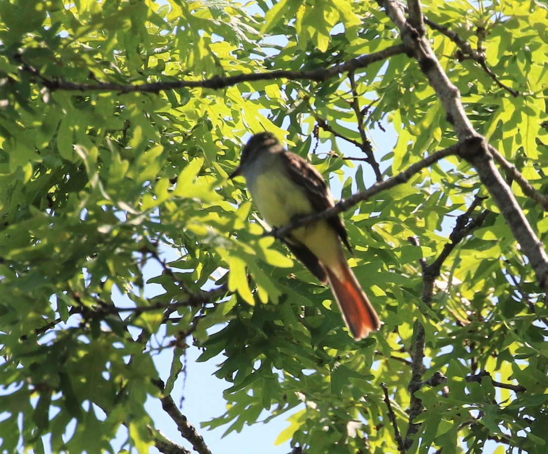 Great Crested Flycatcher - ML242432461