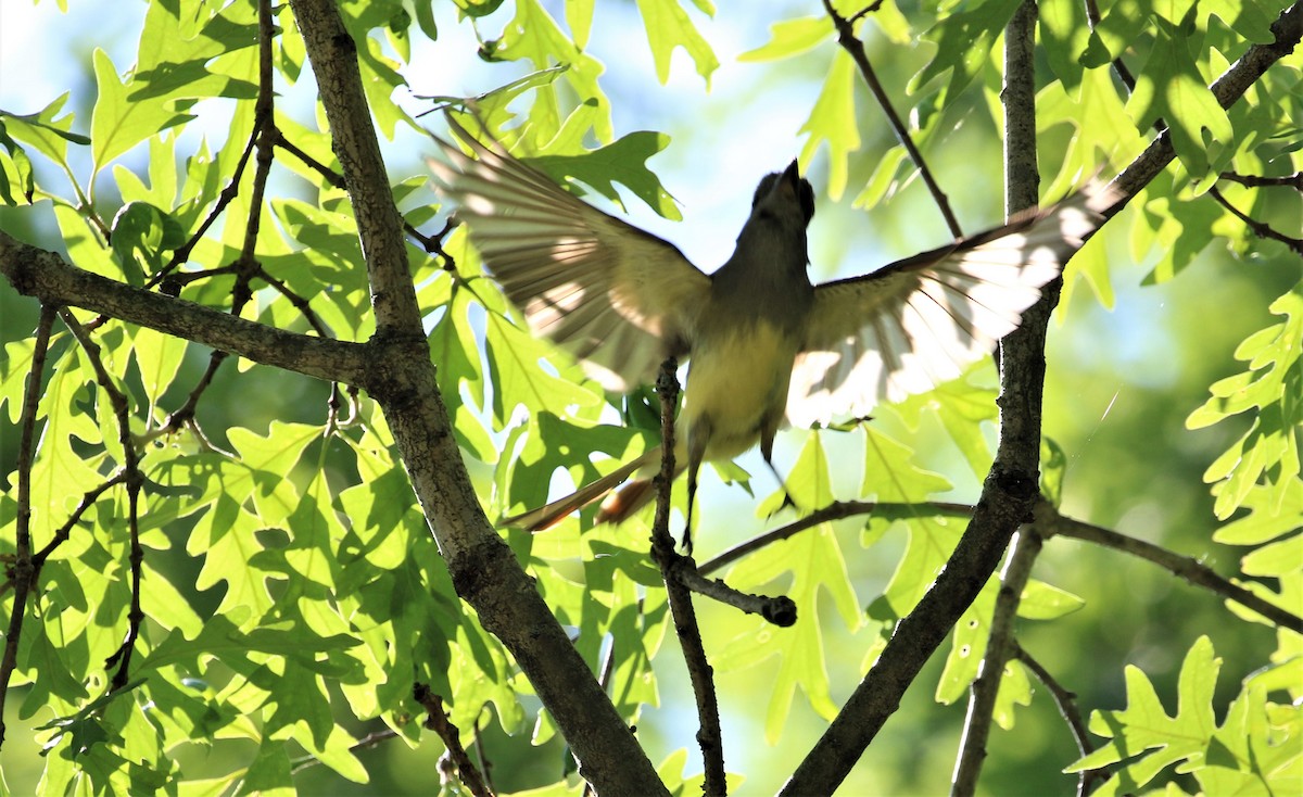 Great Crested Flycatcher - ML242432481