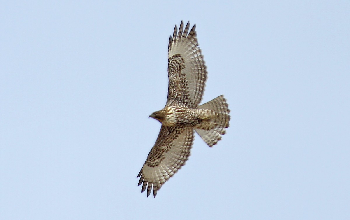 Red-tailed Hawk (calurus/alascensis) - ML242435191