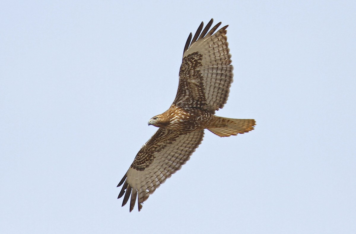 Red-tailed Hawk (calurus/alascensis) - ML242435201