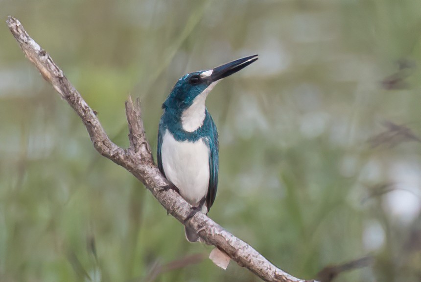 Small Blue Kingfisher - ML242436691