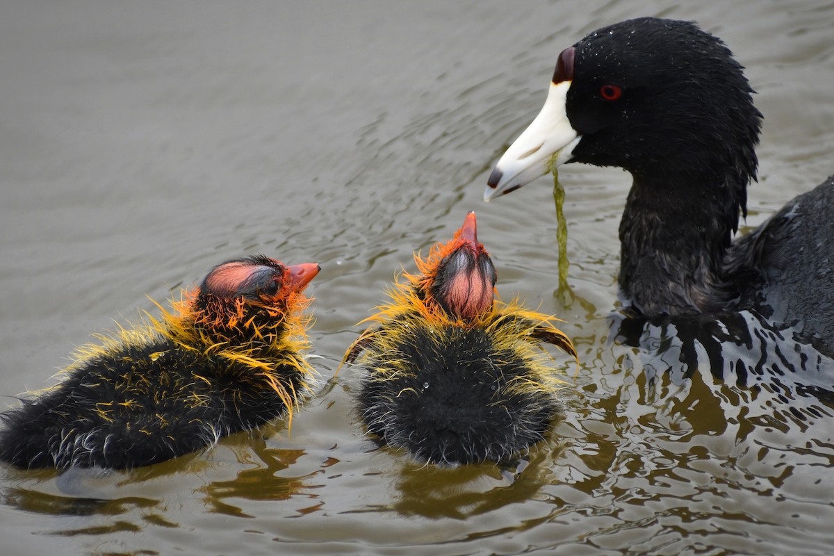 American Coot - ML242438501