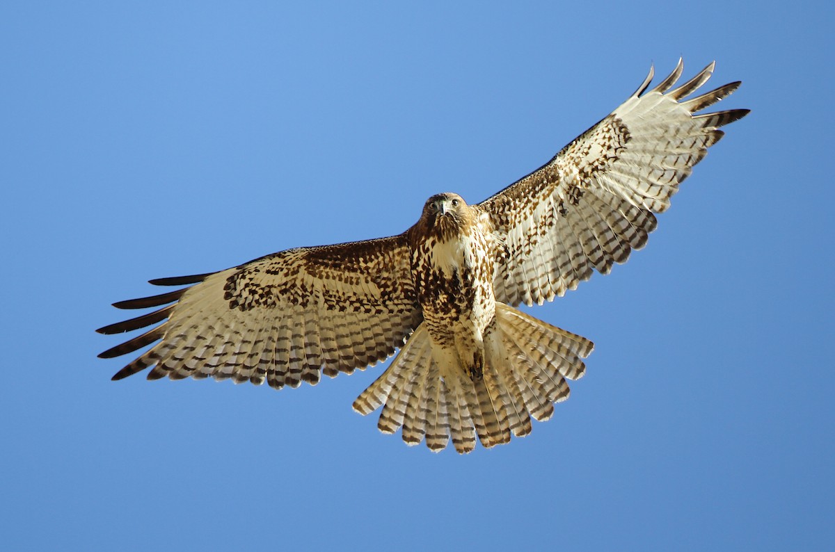 Red-tailed Hawk (calurus/alascensis) - ML242439241