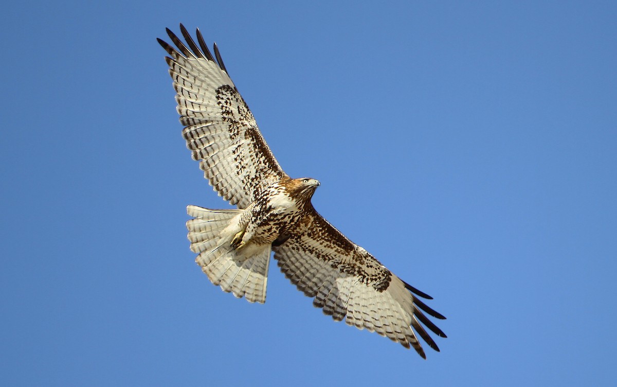 Red-tailed Hawk (calurus/alascensis) - ML242439311