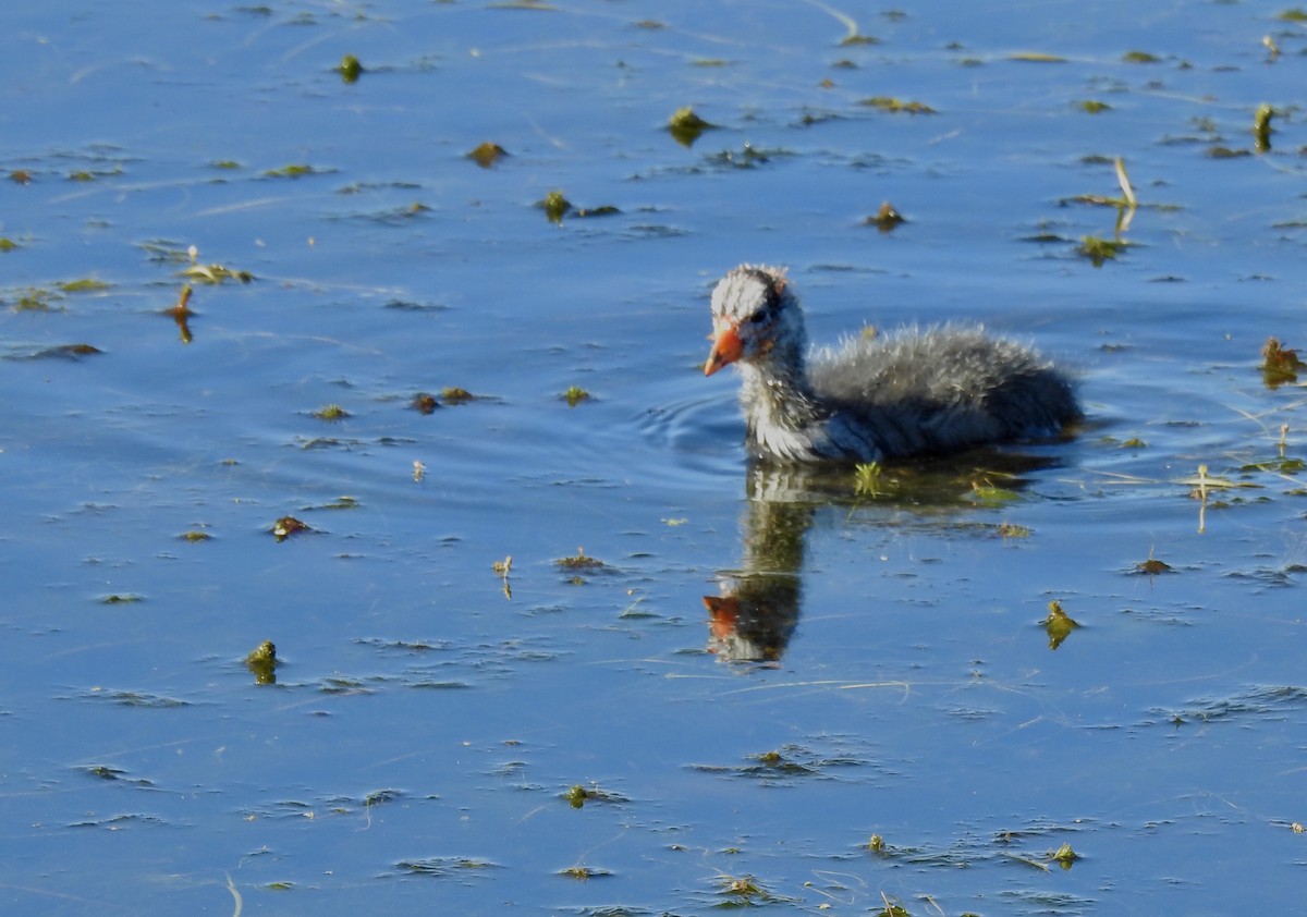 American Coot - ML242439501