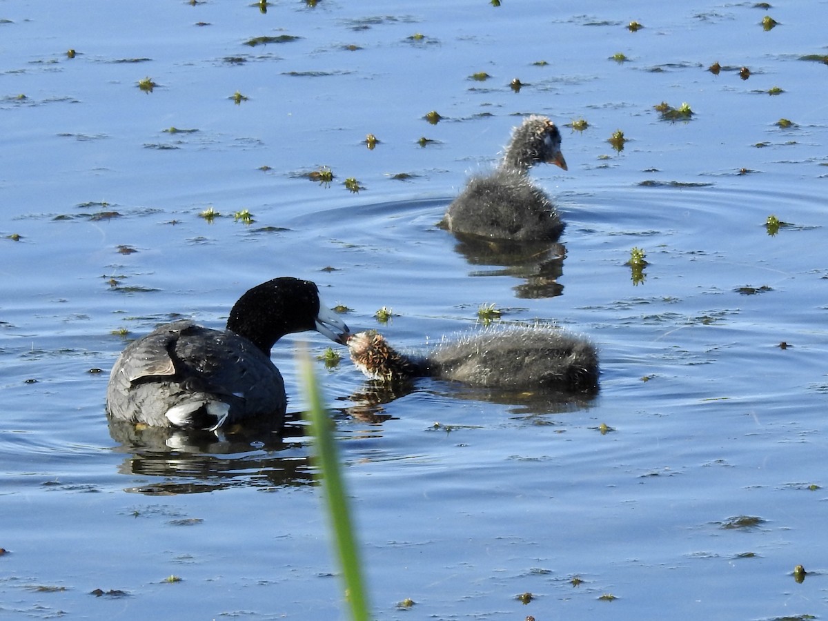 American Coot - Frances Oliver