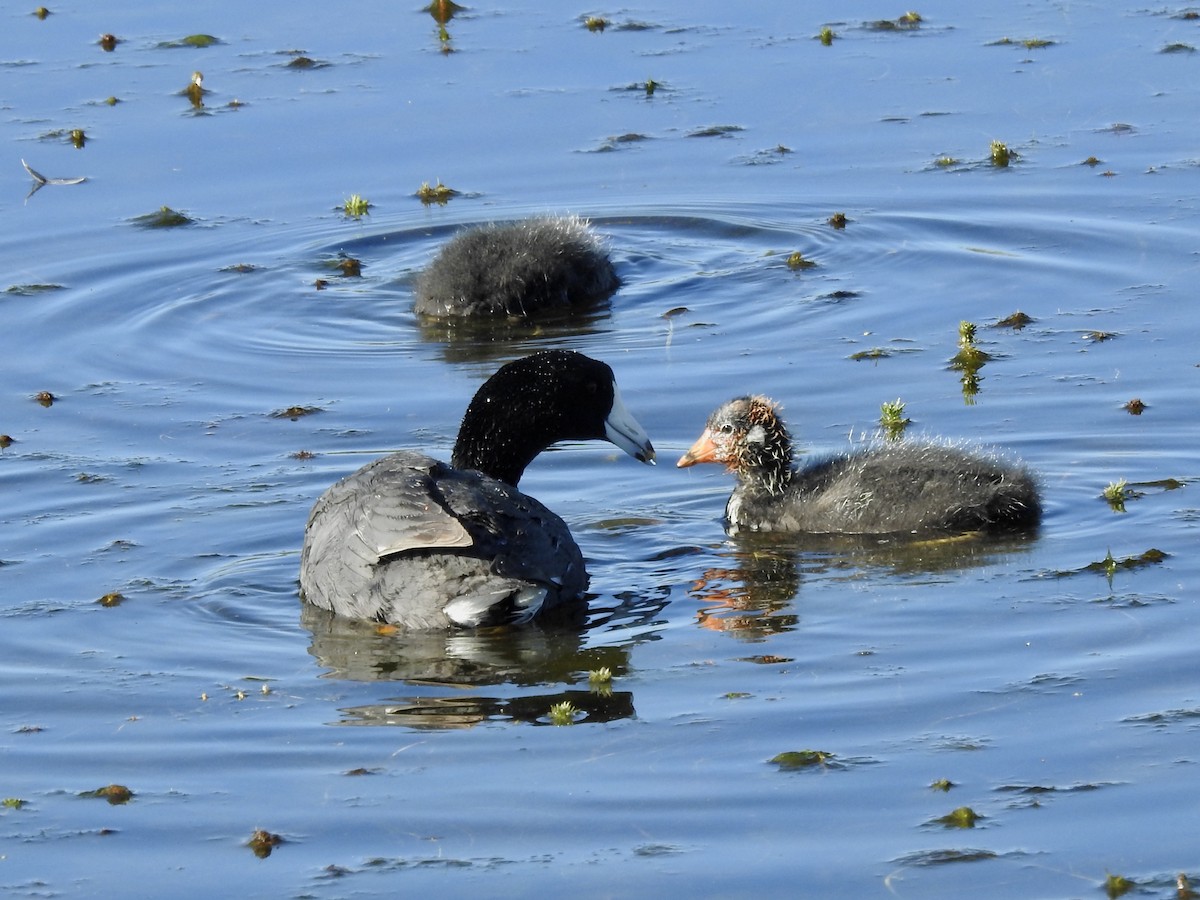 American Coot - Frances Oliver