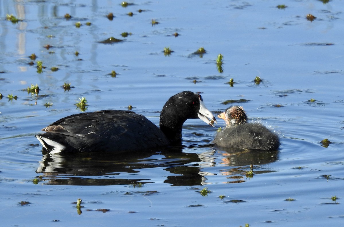 American Coot - Frances Oliver