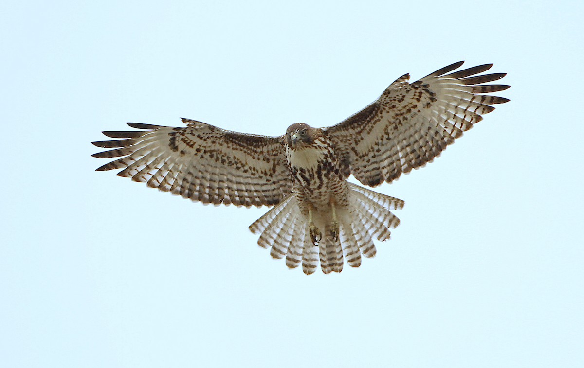 Red-tailed Hawk (calurus/alascensis) - ML242439651