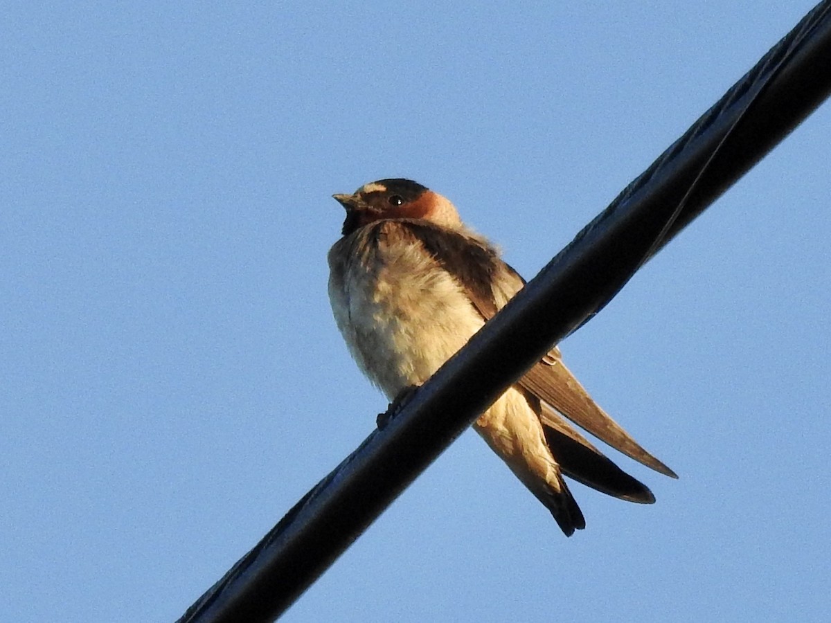 Cliff Swallow - ML242439831