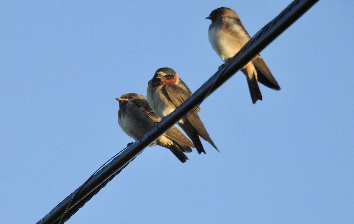 Cliff Swallow - Frances Oliver