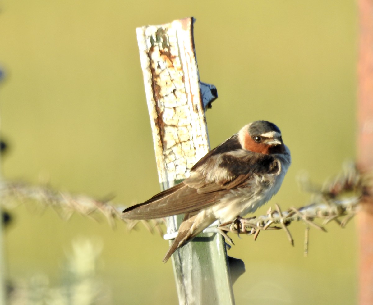 Cliff Swallow - ML242439851