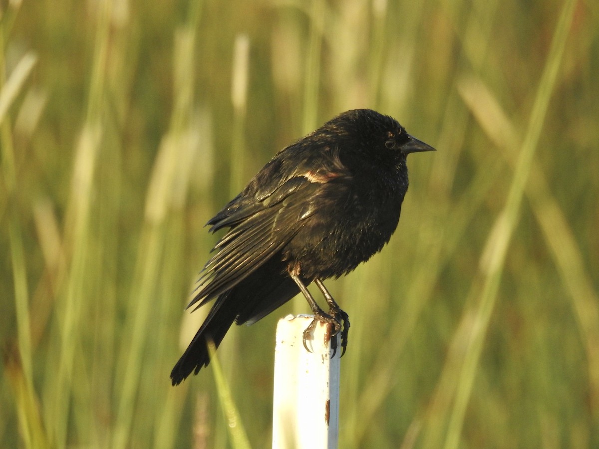 Red-winged Blackbird - ML242439901