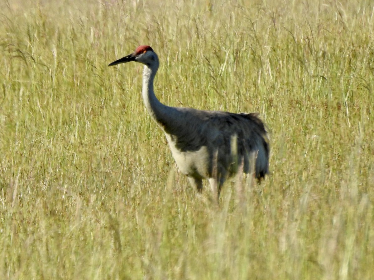 Sandhill Crane - ML242440081