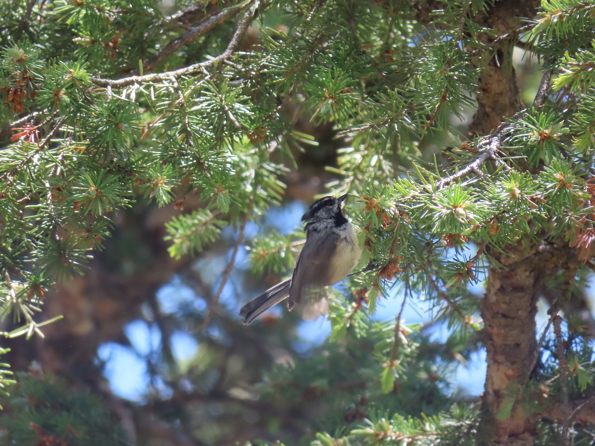 Mountain Chickadee - ML242441991
