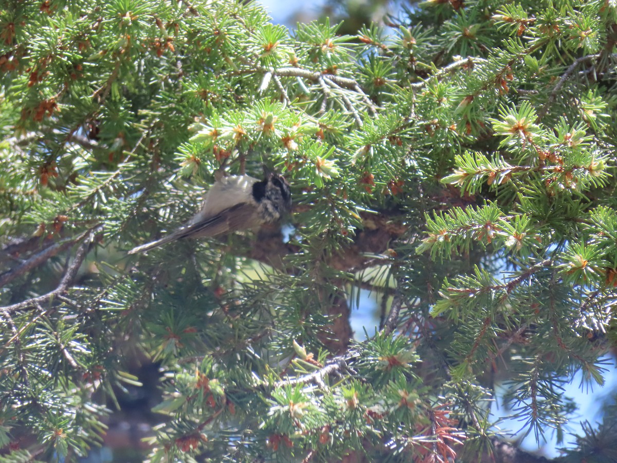 Mountain Chickadee - ML242442021