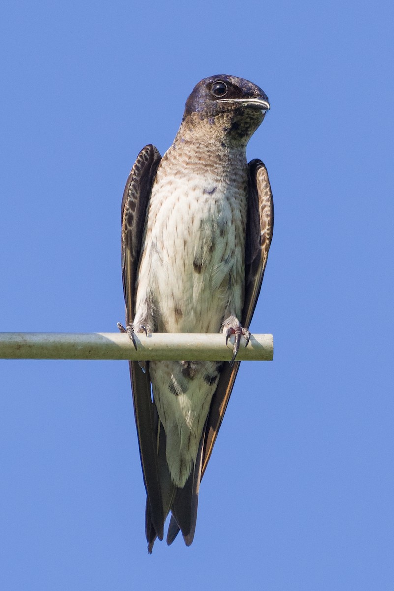 Purple Martin - ML242442781