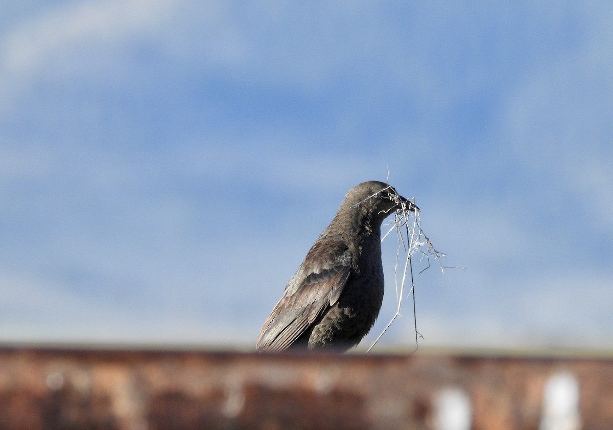 Brewer's Blackbird - ML242442951