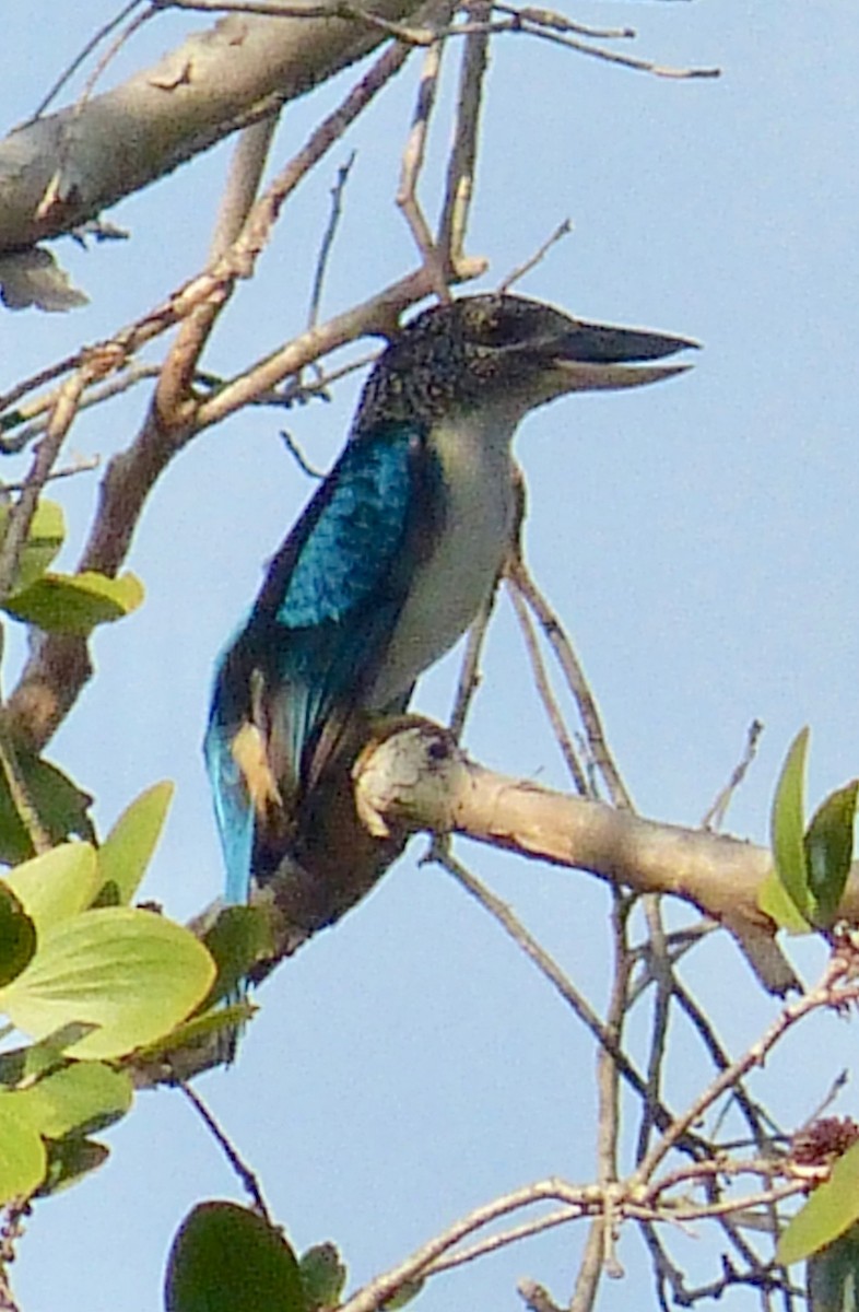 Spangled Kookaburra - Jenny Bowman