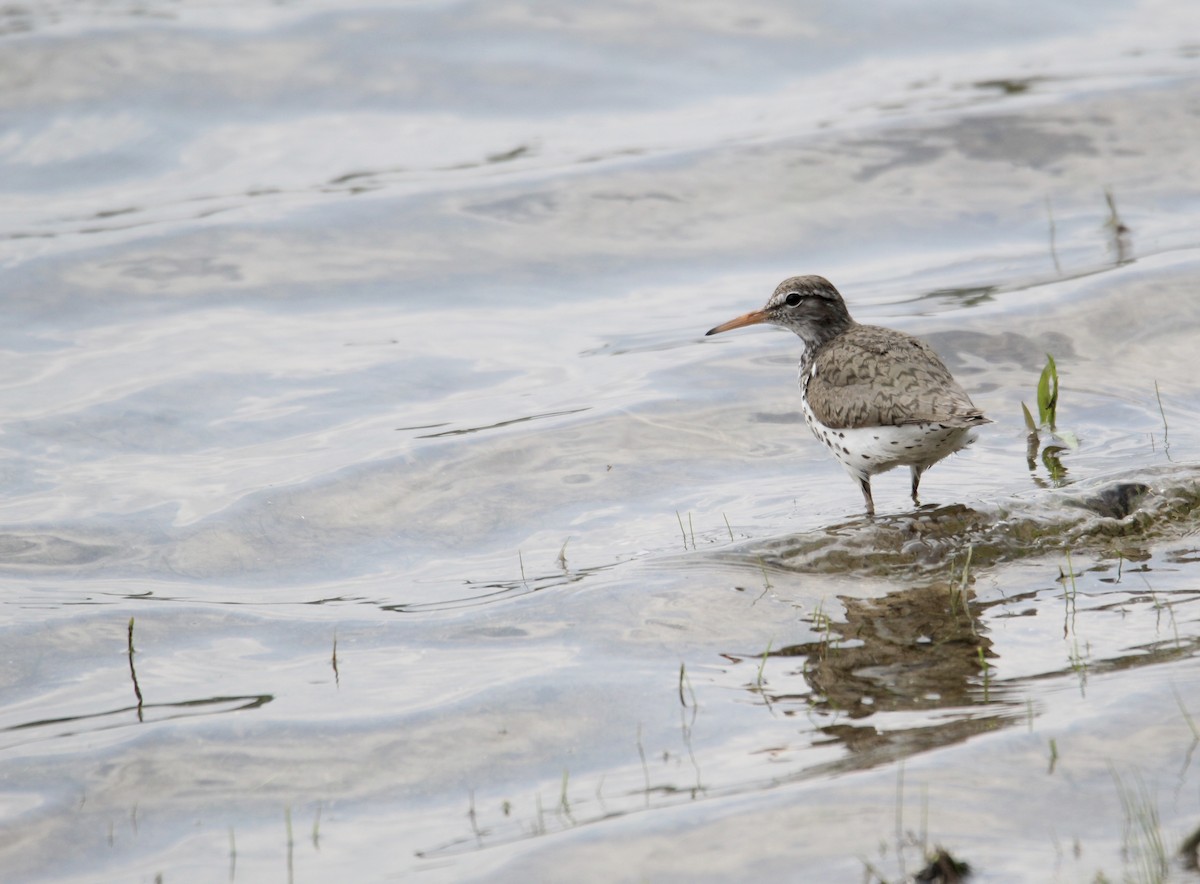 Spotted Sandpiper - Travis Kaye