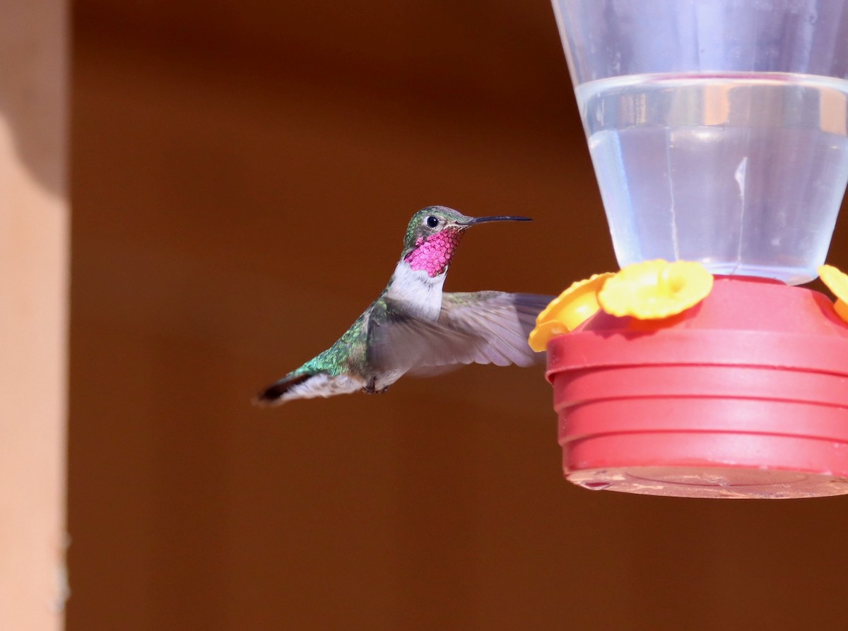 Broad-tailed Hummingbird - R.D. Wallace