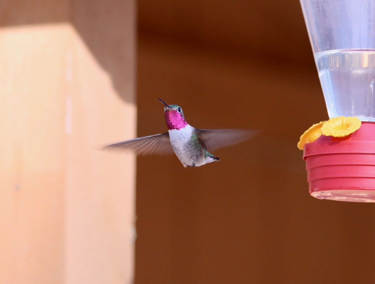 Broad-tailed Hummingbird - R.D. Wallace