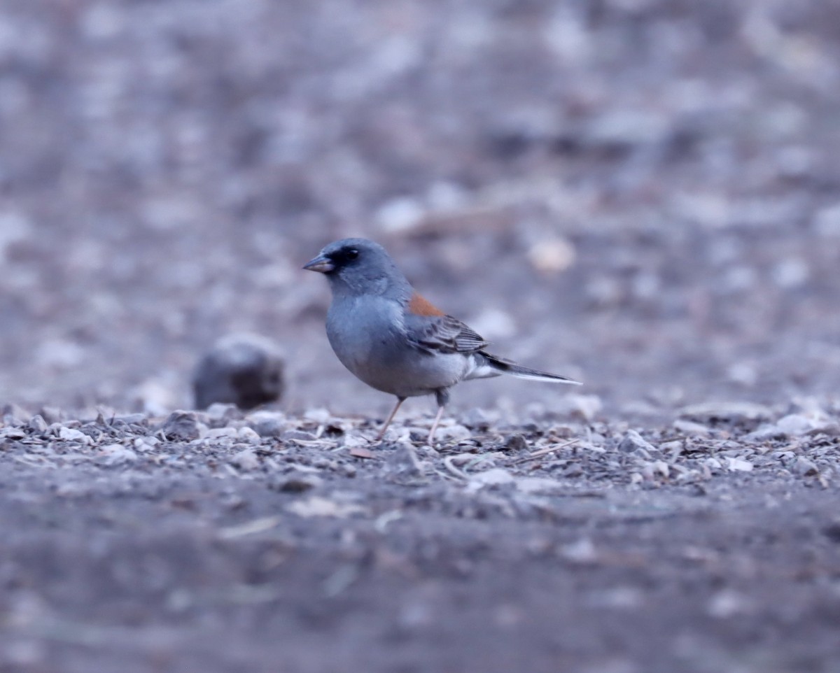 Dark-eyed Junco (Red-backed) - R.D. Wallace