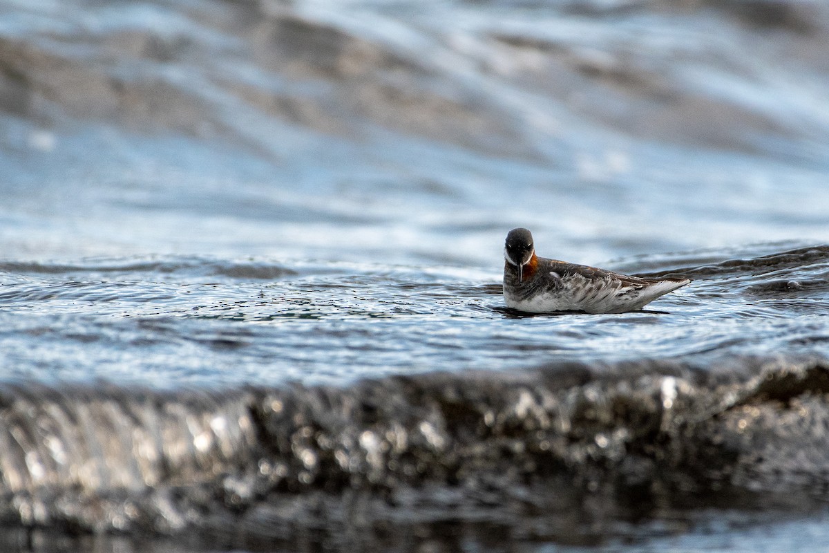 Red-necked Phalarope - ML242447621