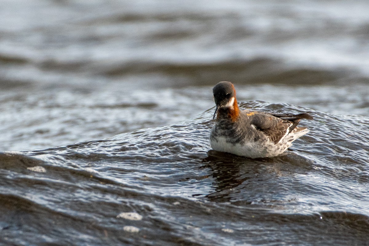 Red-necked Phalarope - ML242447641