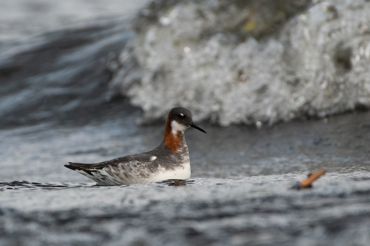 Red-necked Phalarope - ML242447651