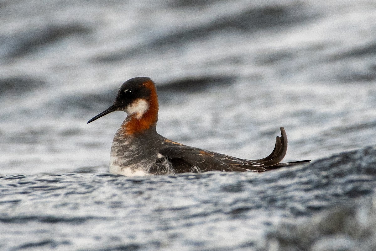 Red-necked Phalarope - ML242447661