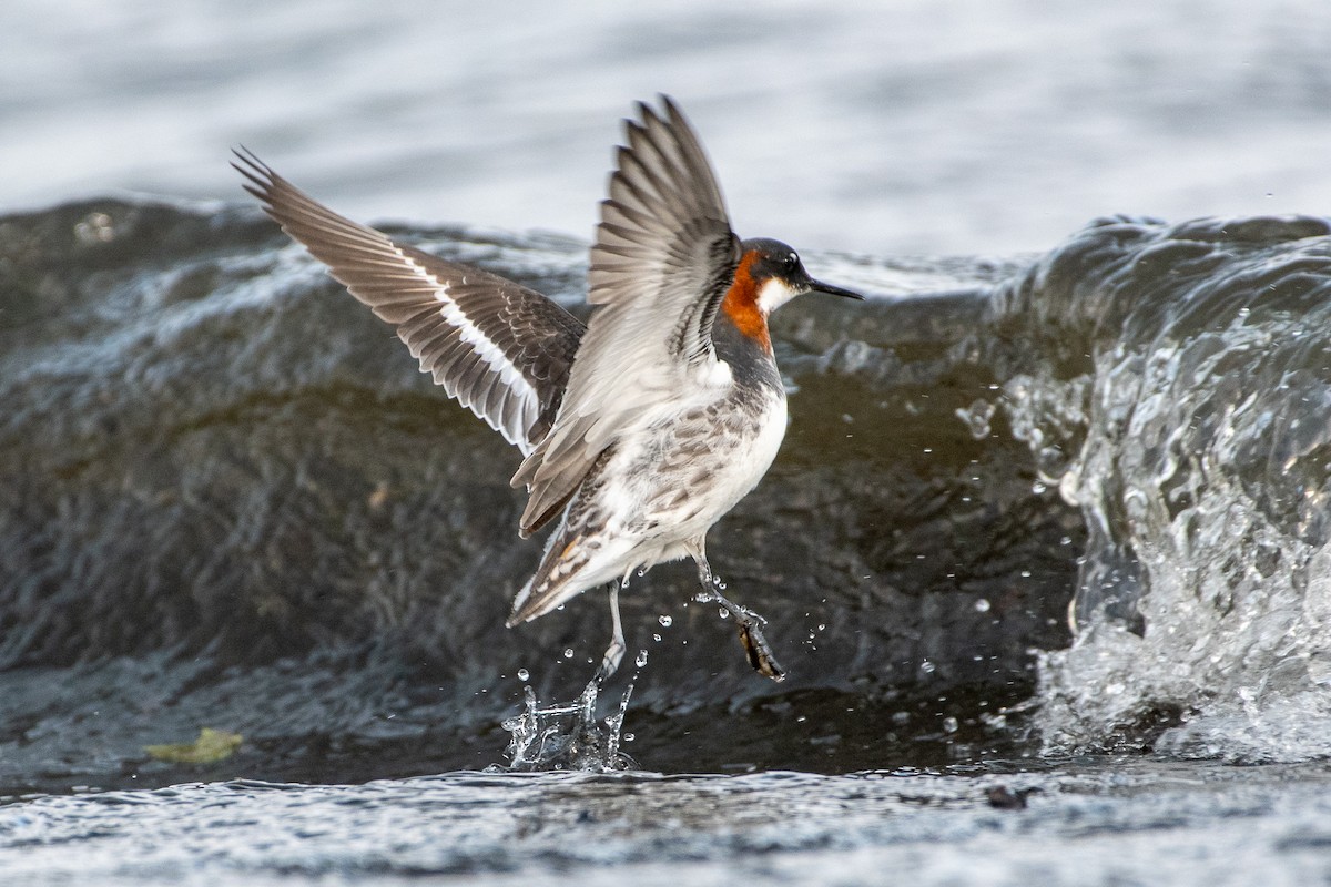 Red-necked Phalarope - ML242447671