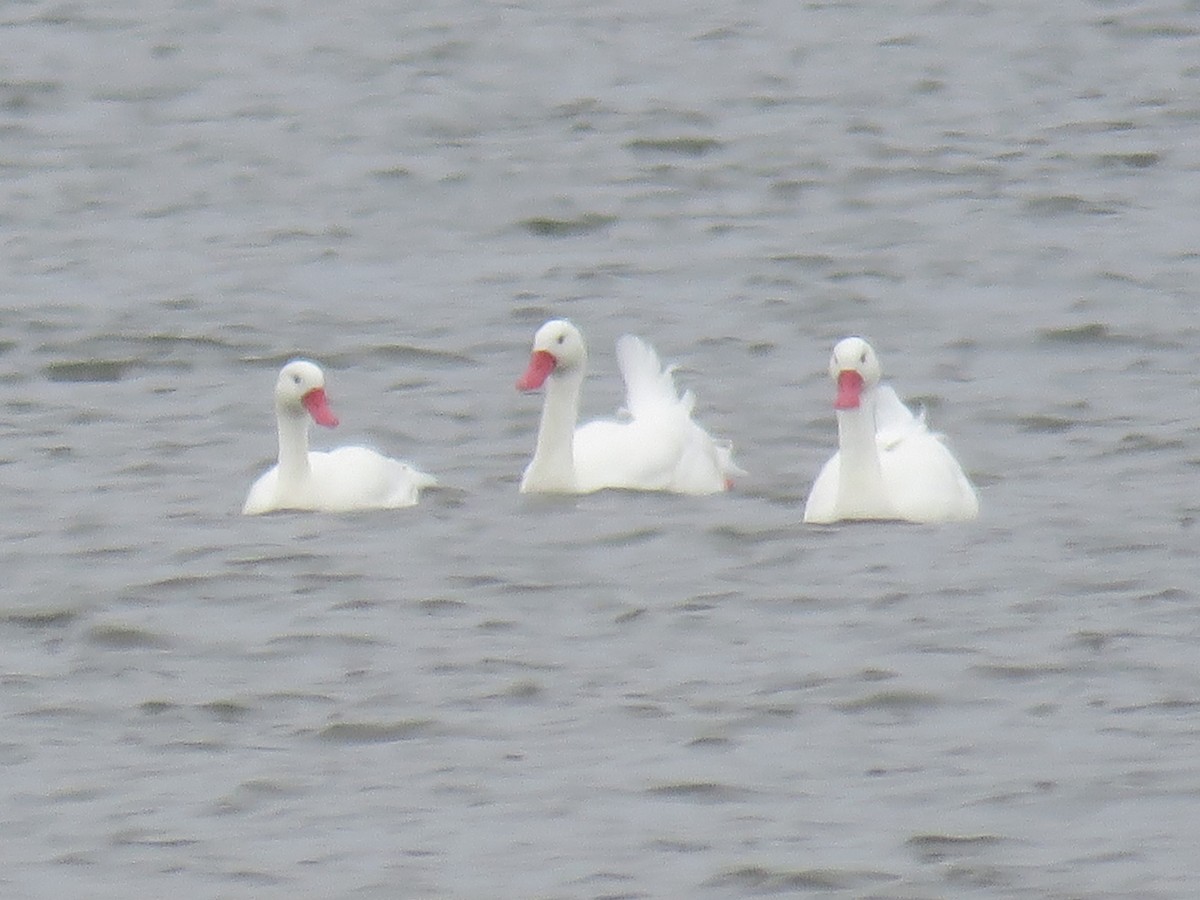 Coscoroba Swan - ML24244971